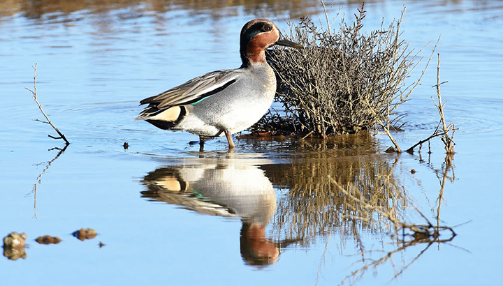Balade nature : oiseaux d'eau et autres espèces hivernantes